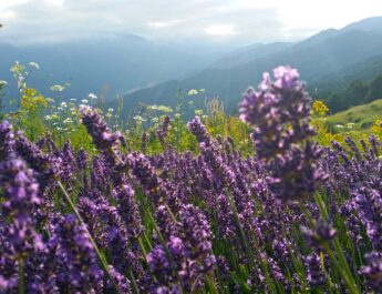 L’epopea della lavanda